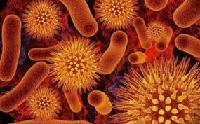 Vrste parazita u ljudskom tijelu